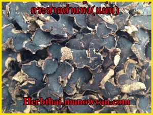 กระชายดำ แผ่นแห้ง