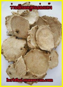 ว่านชักมดลูกแผ่นแห้ง